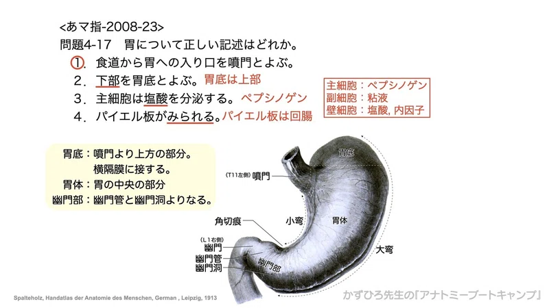 今日のプチ解剖 胃について正しい記述はどれ 黒澤一弘 Note