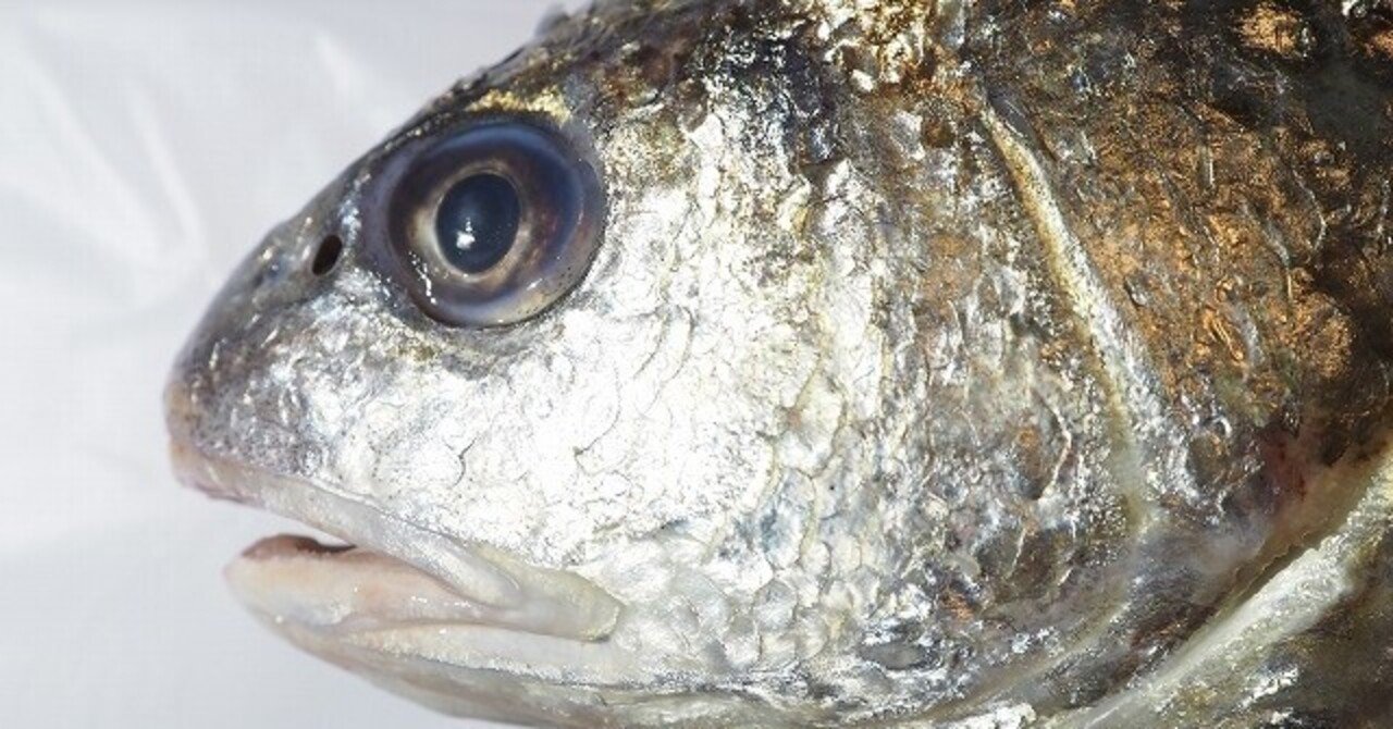 ニベ という魚 滄漣舎 Sorensha Note