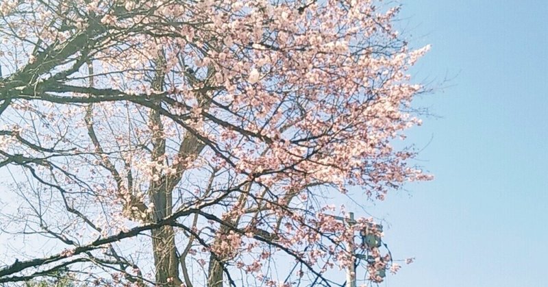 中島公園に桜が咲いてたよ。