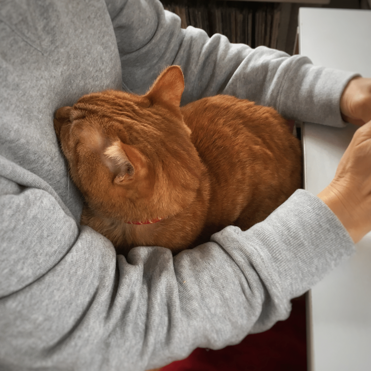 お腹の上で寝る猫 猫が人の上で寝る理由。ちょっとショック？な本音とは