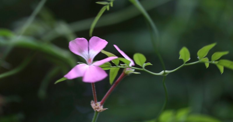 常緑多年草 の新着タグ記事一覧 Note つくる つながる とどける 常緑多年草 の新着タグ記事一覧 Note つくる つながる とどける