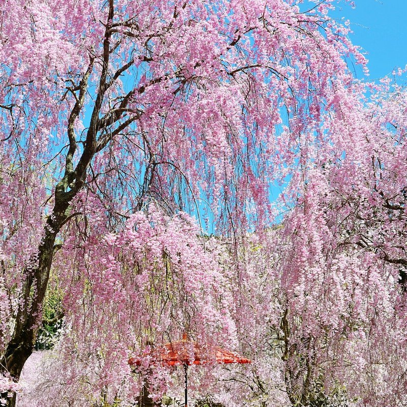 花が降るようでした。桜に、天気に、ご縁に、感謝。