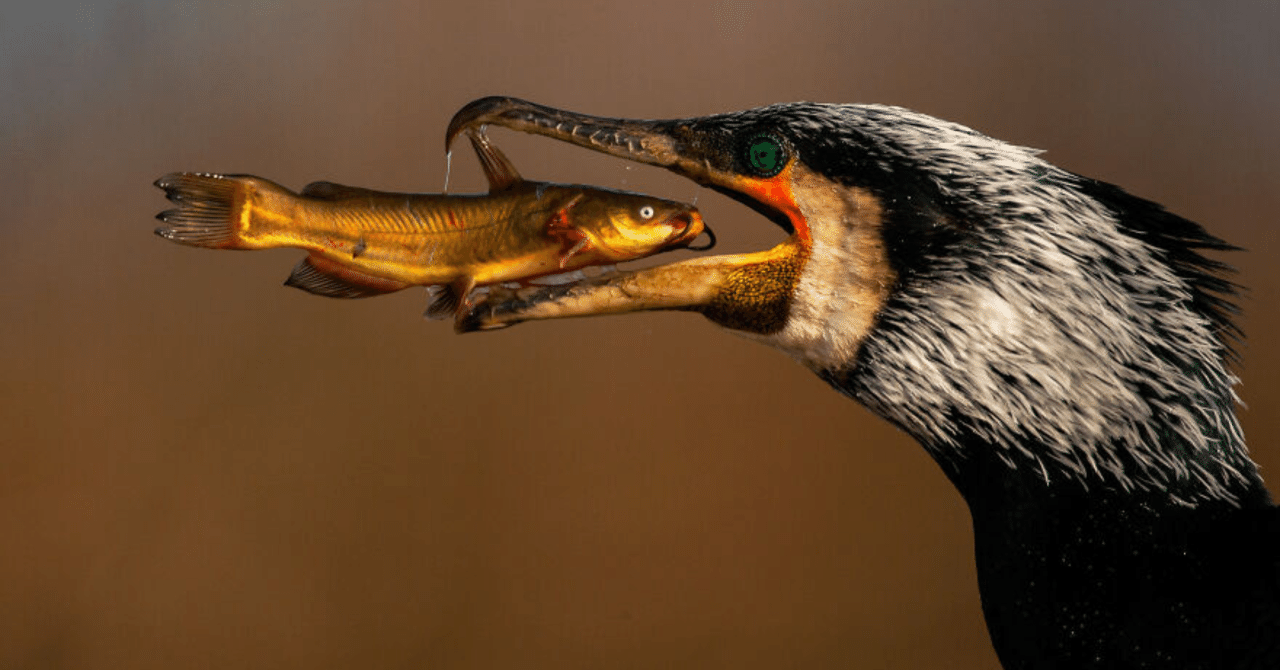 鳥の写真コンテスト優秀作品 (4)～魚を食べる鵜(ウ)｜ノリノリ