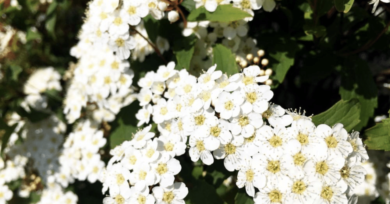 4 24の誕生花と花言葉 4 Nkma 22 6 26 連続投稿177日 Note