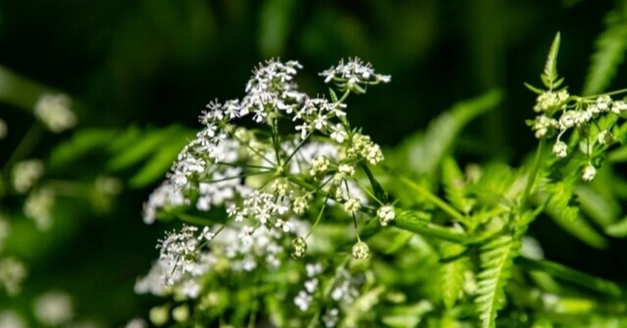 [Weekend Post] Random Useful Plants #81 (Apiaceae Anthriscus: Cow ...