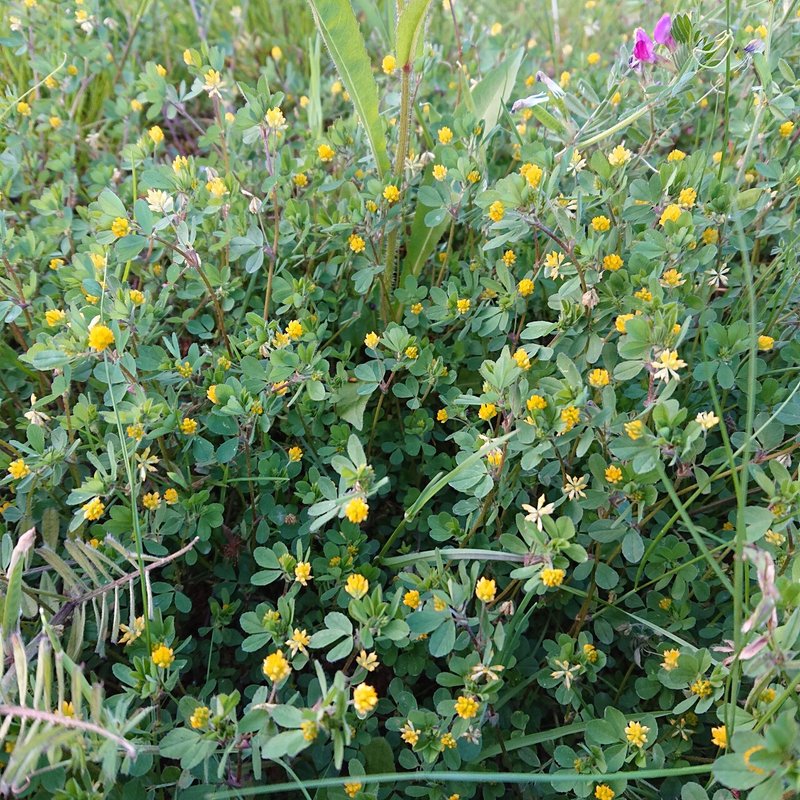 春散歩 追加マメ科の花 がーこ Note 春散歩 追加マメ科の花 がーこ Note