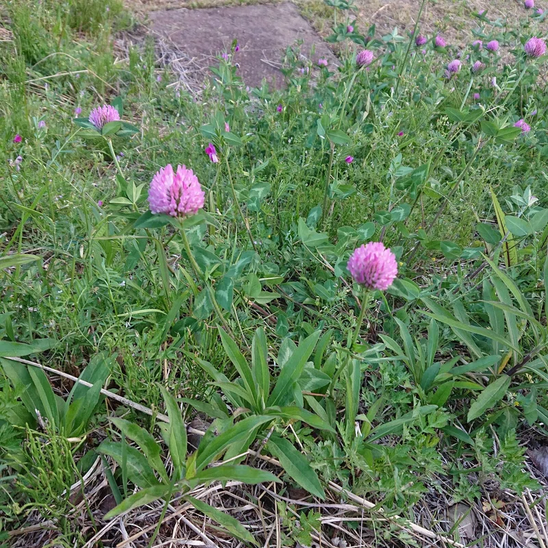 春散歩 追加マメ科の花 がーこ Note 春散歩 追加マメ科の花 がーこ Note