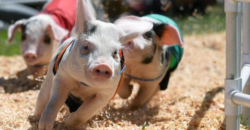 合理的な豚は 走らない ゆみ フリーランス Note