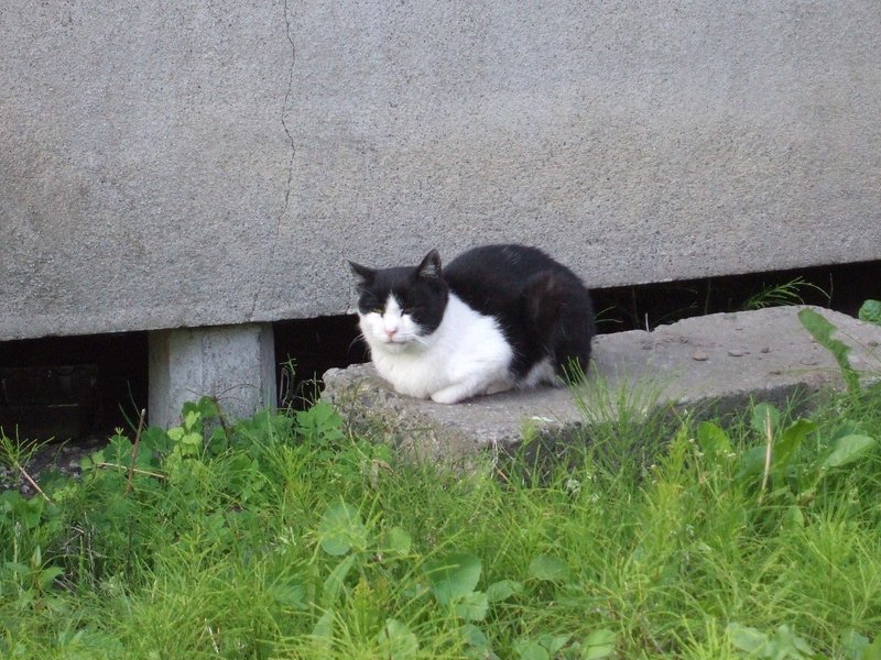 パンダ猫 の新着タグ記事一覧 Note つくる つながる とどける パンダ猫 の新着タグ記事一覧 Note つくる つながる とどける