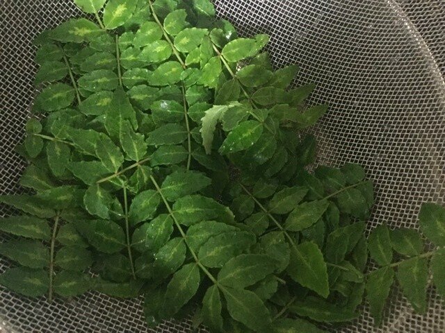 木の芽の季節 Na Nashi Note 木の芽の季節 Na Nashi Note