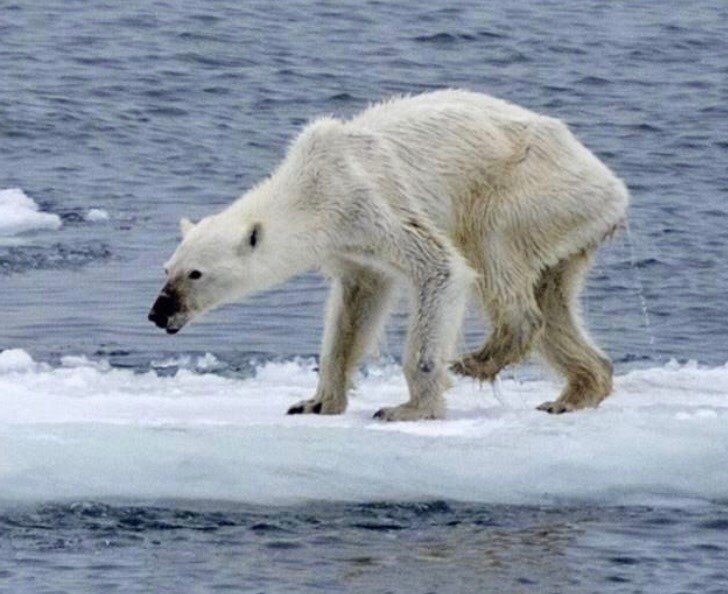 #シロクマ #北極くま #polrbear #温暖化 #白くま 
保護団体のおかげで、白くまは、保護動物じゃなくなりましたが、温暖化の影響で、氷のある時期より、夏の雪のない時期が長いので、エサ不足で、数が減ってきてる。地球に優しい暮らしに心がけてます。