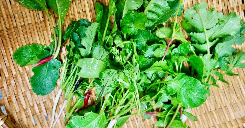 間引き菜の旬 Kitchen Garden Note