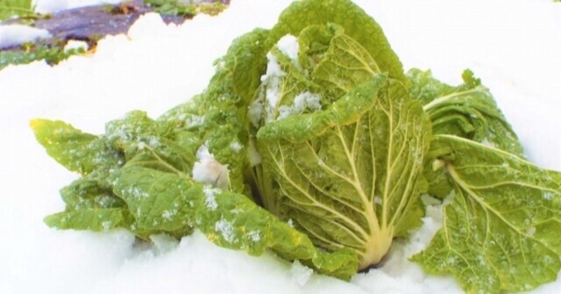 冬野菜 の新着タグ記事一覧 Note つくる つながる とどける 冬野菜 の新着タグ記事一覧 Note つくる つながる とどける