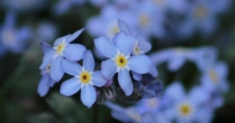 勿忘草の花言葉 皐月あやめ Note 勿忘草の花言葉 皐月あやめ Note