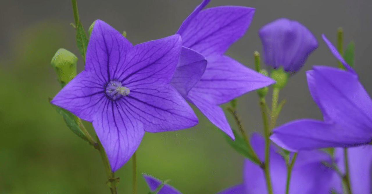 4 23の誕生花と花言葉 3 Nkma 22 6 26 連続投稿177日 Note 4 23の誕生花と花言葉 3 Nkma 22 6 26 連続投稿177日 Note