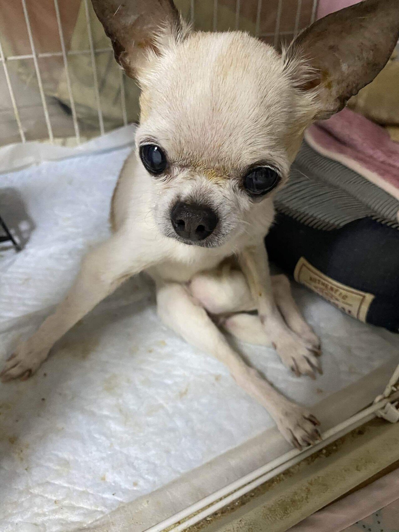 シニア犬チワワの介護記録 21 04 シナモン Note シニア犬チワワの介護記録 21 04 シナモン Note