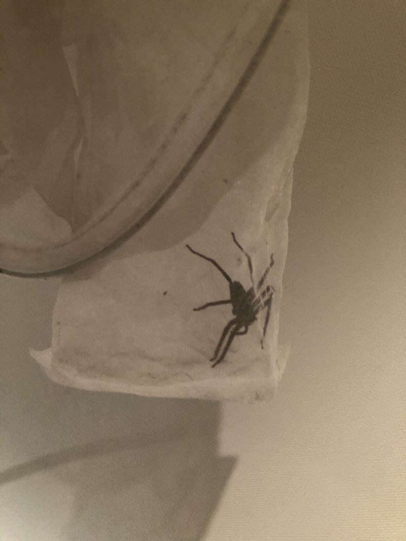 アシダカグモ寝るとき アシダカグモ寝るとき