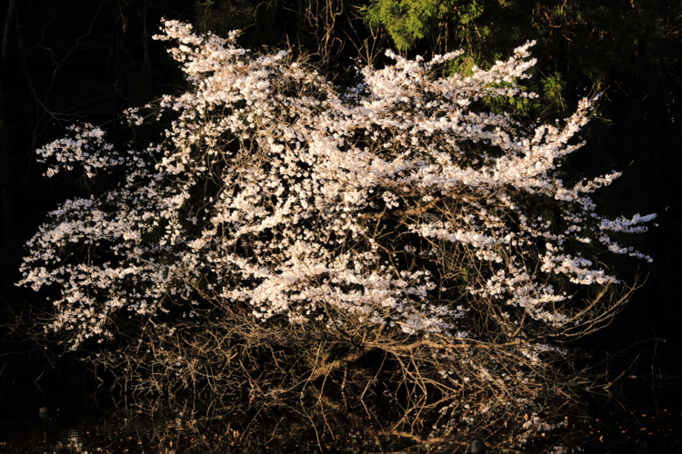 3月25日の桜の木