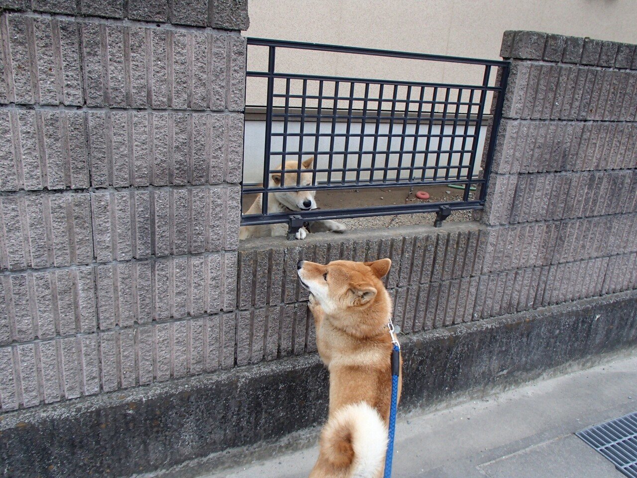 塀の向こうの お友だち さすらいの卓球療法士 Note