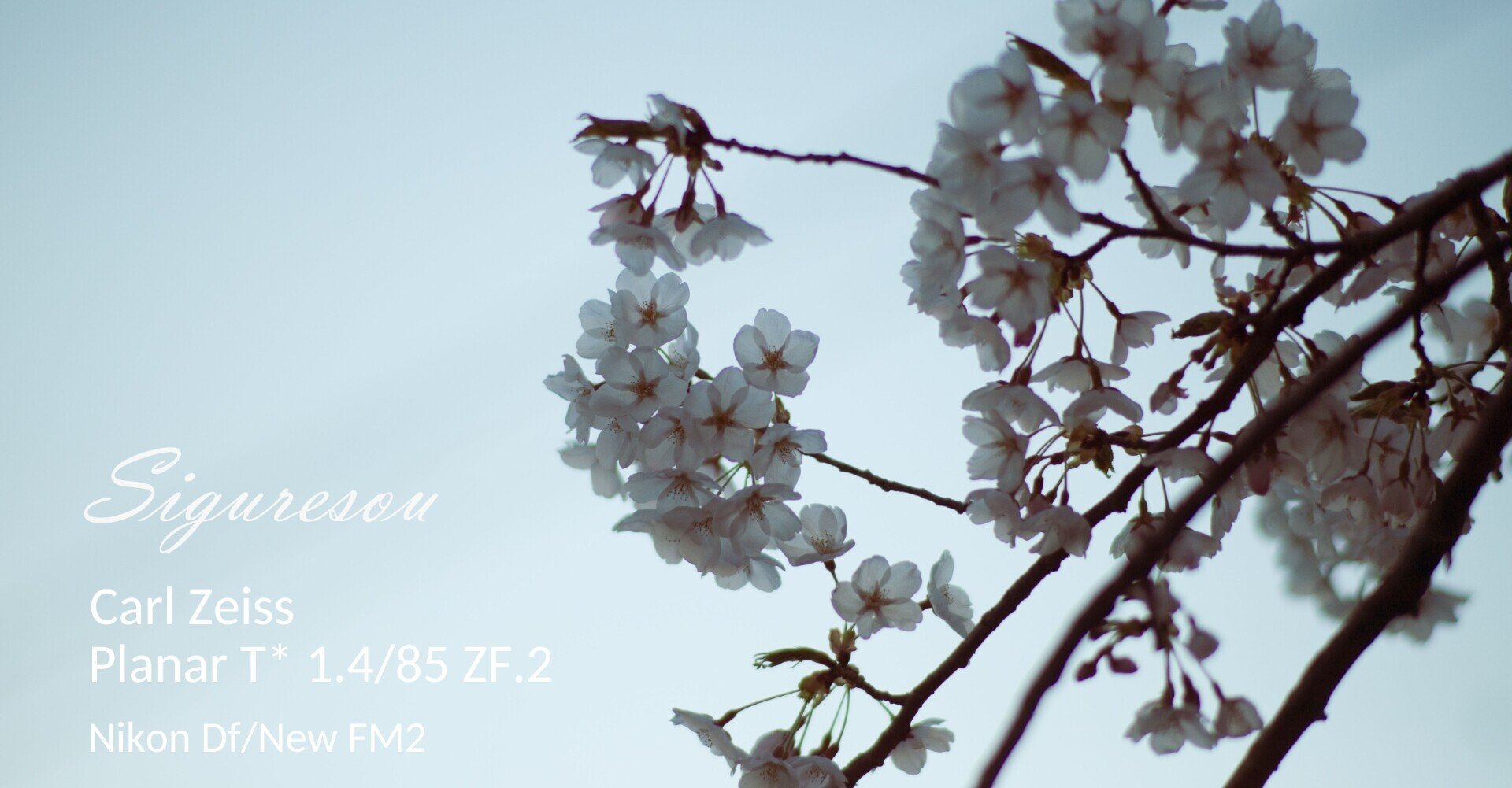 レンズ紹介】空気を写す~Carl Zeiss Planar T* 1.4/85 ZF.2 レンズ紹介】空気を写す~Carl Zeiss Planar T* 1.4/85 ZF.2