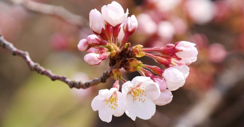 2021年 桜(ソメイヨシノ)開花日結果／全国的に非常に早い開花