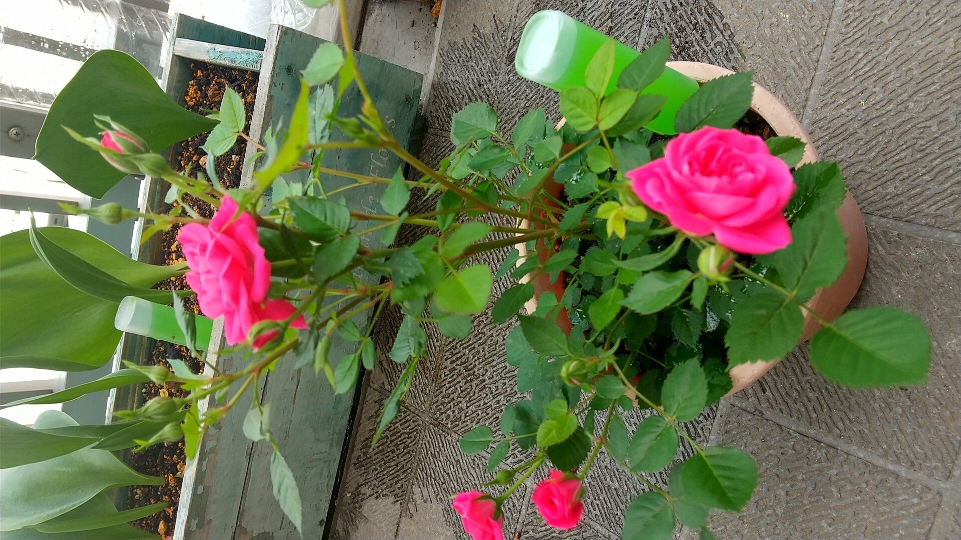 ミニバラを育てています 生野りこ Note