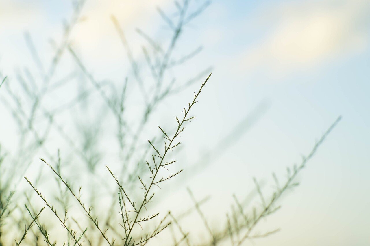 レンズ紹介】空気を写す~Carl Zeiss Planar T* 1.4/85 ZF.2 レンズ紹介】空気を写す~Carl Zeiss Planar T* 1.4/85 ZF.2