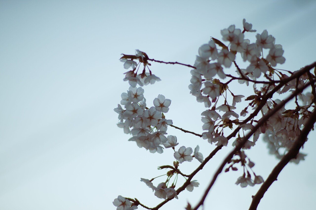 【空気を写すレンズ】Carl Zeiss Planar T* 85mm F1.4 ZEISS Planar T* 1.4/85