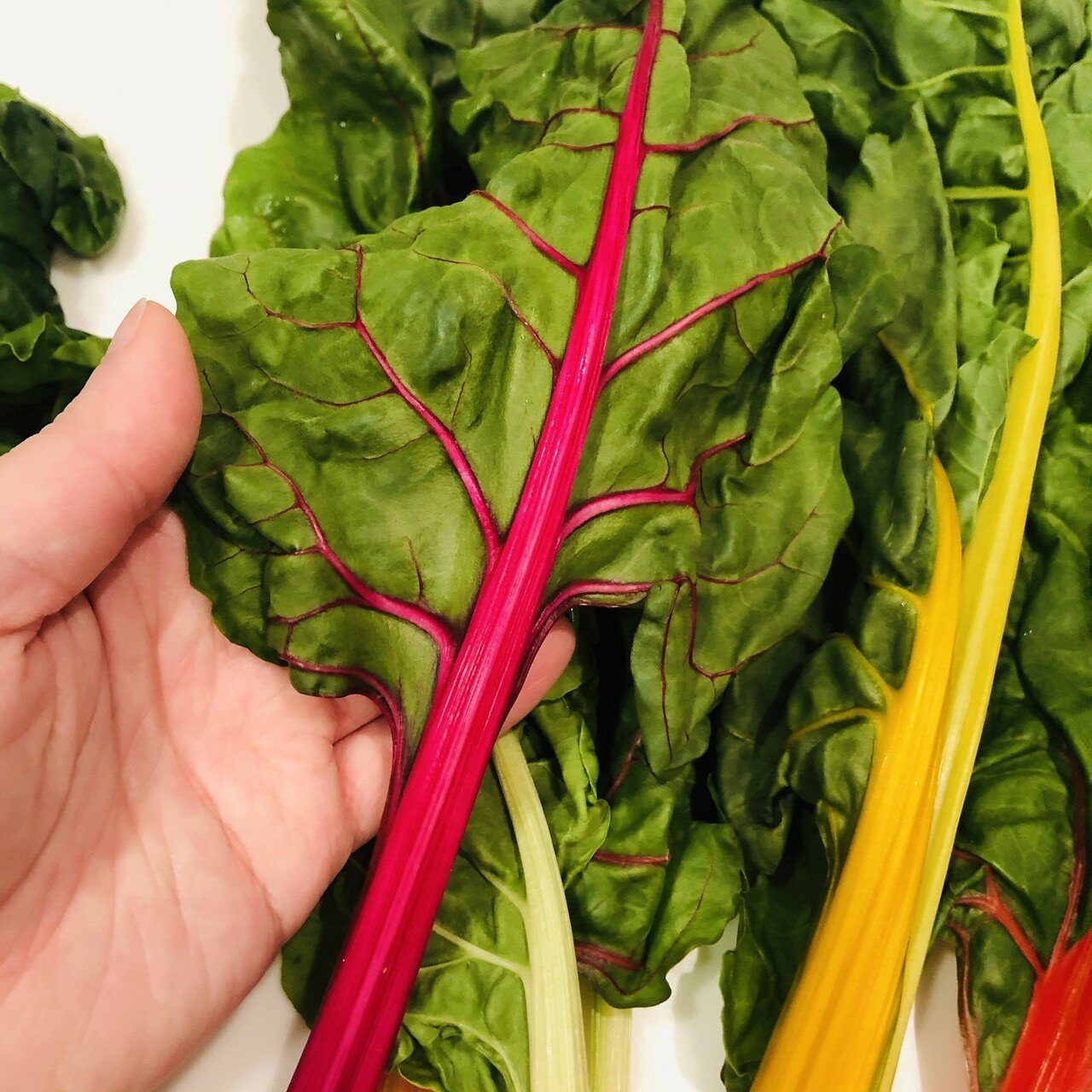 見た目に惑わされないで 生より蒸し煮の スイスチャード Kamai サラダがすき Note