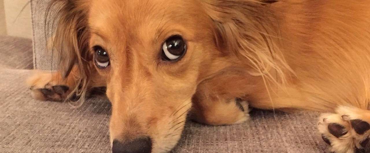 小さいゴールデンレトリバー の新着タグ記事一覧 Note つくる つながる とどける