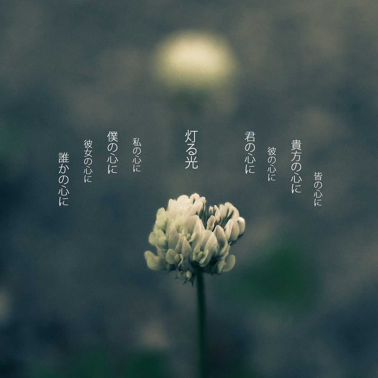 poemgraphy 白詰草が咲いたから｜shimaiku