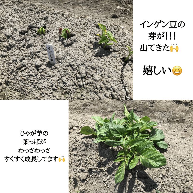 インゲン豆 の新着タグ記事一覧 Note つくる つながる とどける