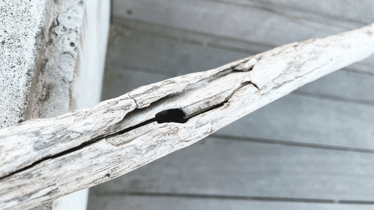 お気に入りの流木を見つけよう ビーチコーミングのすすめ Macrame Makers Japan Note お気に入りの流木を見つけよう ビーチコーミングのすすめ Macrame Makers Japan Note