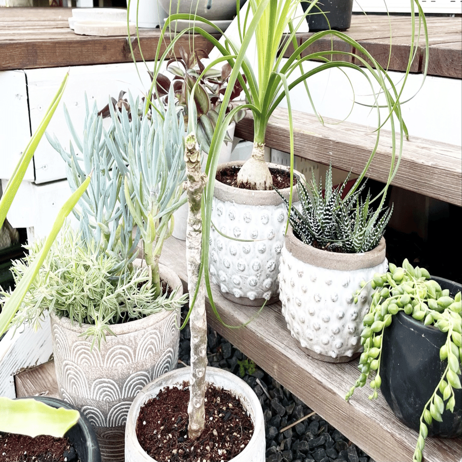 お気に入りの流木を見つけよう ビーチコーミングのすすめ Macrame Makers Japan Note