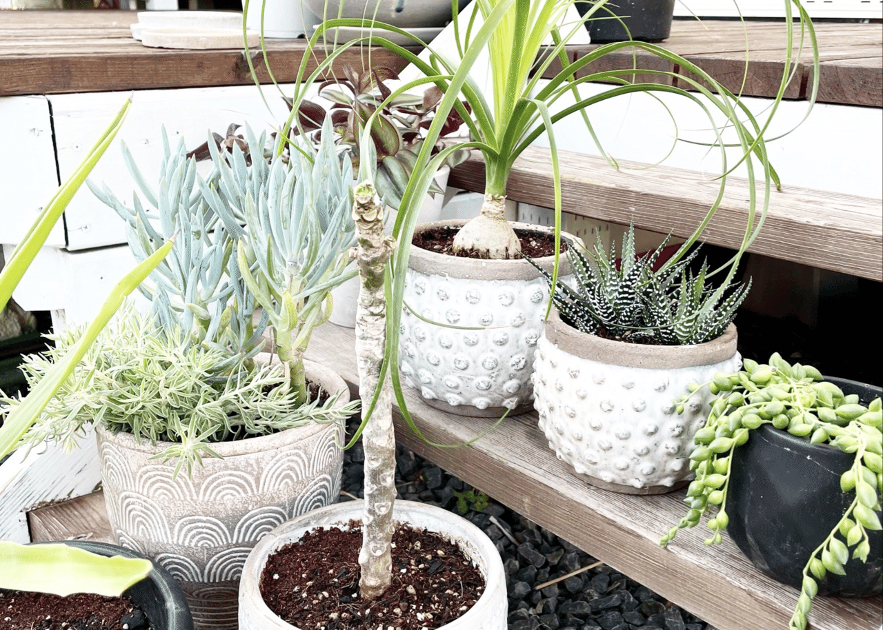 お気に入りの流木を見つけよう ビーチコーミングのすすめ Macrame Makers Japan Note お気に入りの流木を見つけよう ビーチコーミングのすすめ Macrame Makers Japan Note