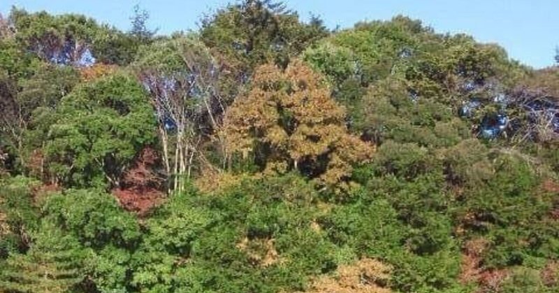 針広混交林 の新着タグ記事一覧 Note つくる つながる とどける 針広混交林 の新着タグ記事一覧 Note つくる つながる とどける