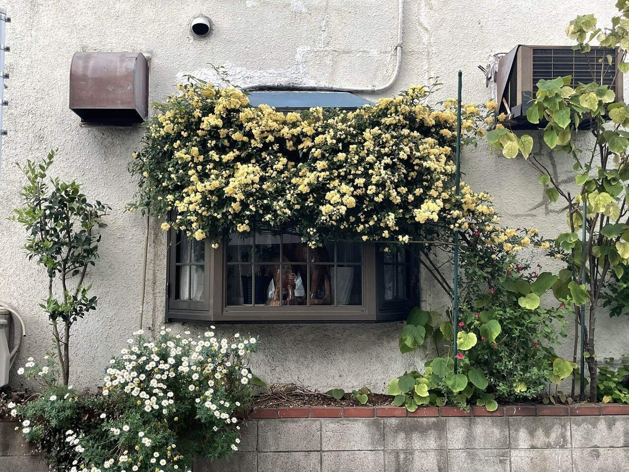 春の終わりに 街の花束を 蒔野真彩 Maaya Makino Note 春の終わりに 街の花束を 蒔野真彩 Maaya Makino Note