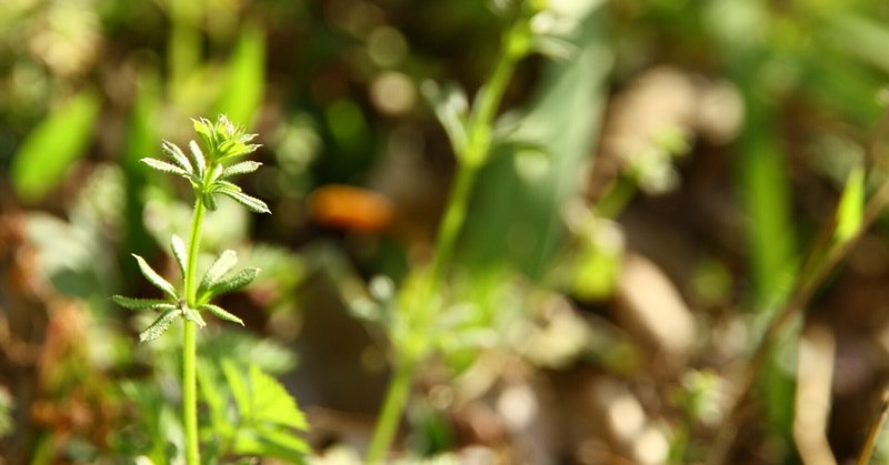 僕たちだって花が咲くんだよ ヤエムグラ うりぼう Note