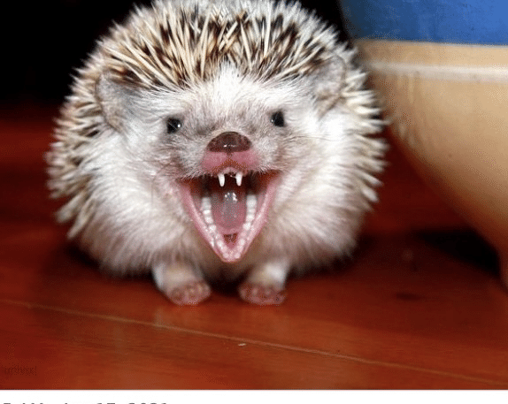 噛まれたことがありますか ノリノリ Note