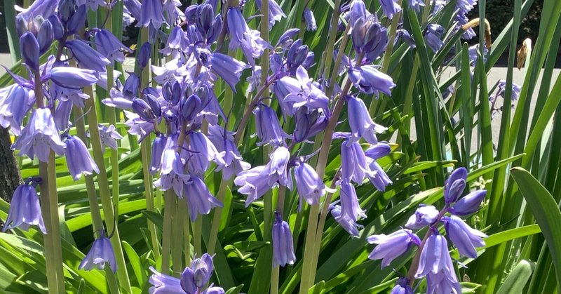 むらさき色の花をあつめて おりちゃ Note むらさき色の花をあつめて おりちゃ Note