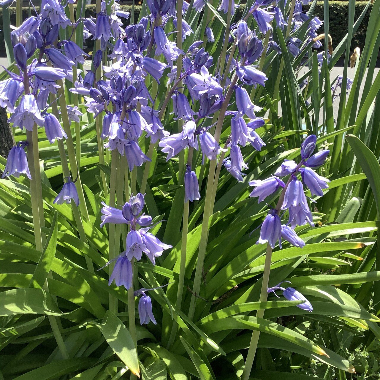 むらさき色の花をあつめて｜おりちゃ
