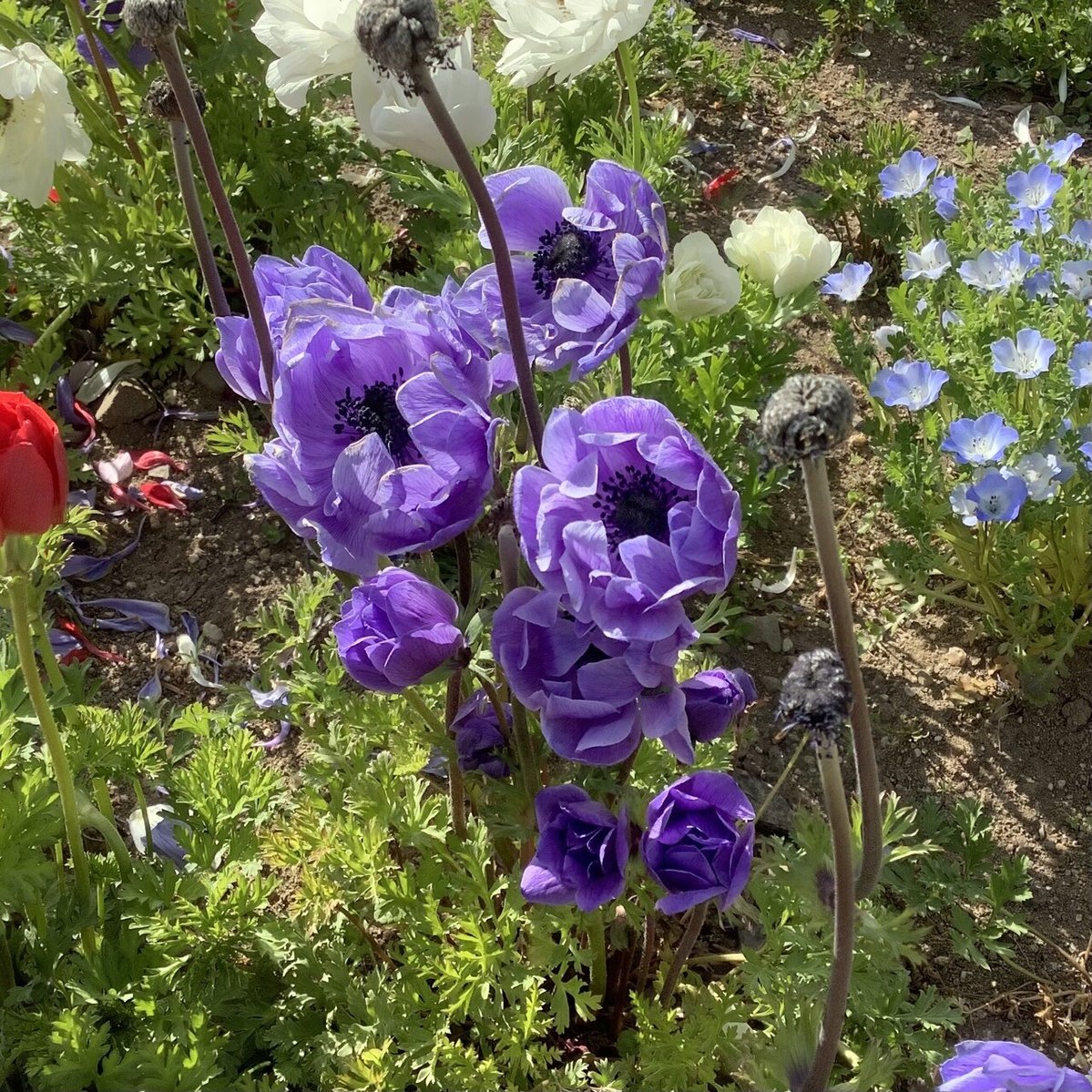 むらさき色の花をあつめて｜おりちゃ