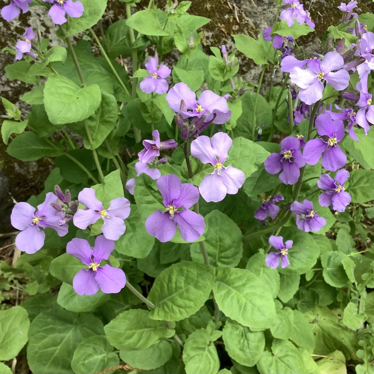 むらさき色の花をあつめて｜おりちゃ