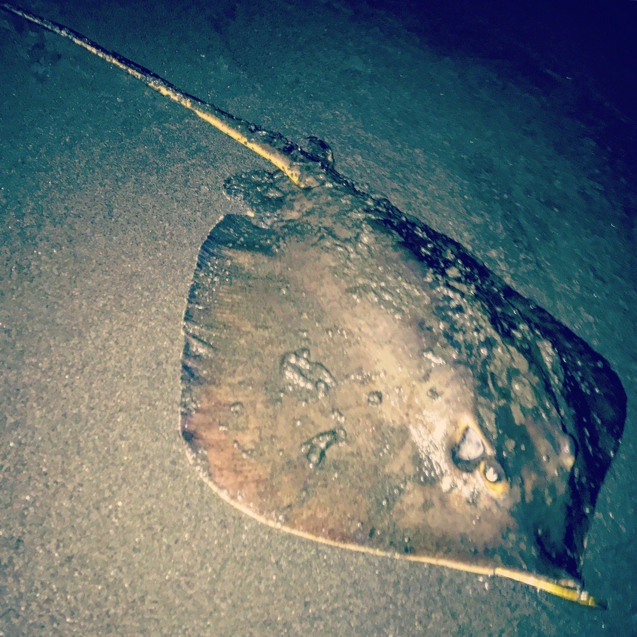 釣りをしていて考えたこと5 佐藤秀峰 Note 釣りをしていて考えたこと5 佐藤秀峰 Note