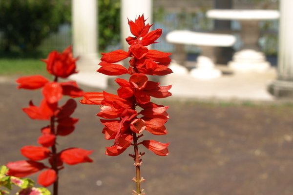 サルビアの花 の新着タグ記事一覧 Note つくる つながる とどける サルビアの花 の新着タグ記事一覧 Note つくる つながる とどける