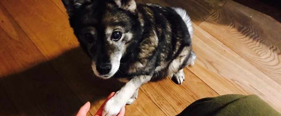 ネギが凶器になった日に見た 犬の優しさ おきたなお Note