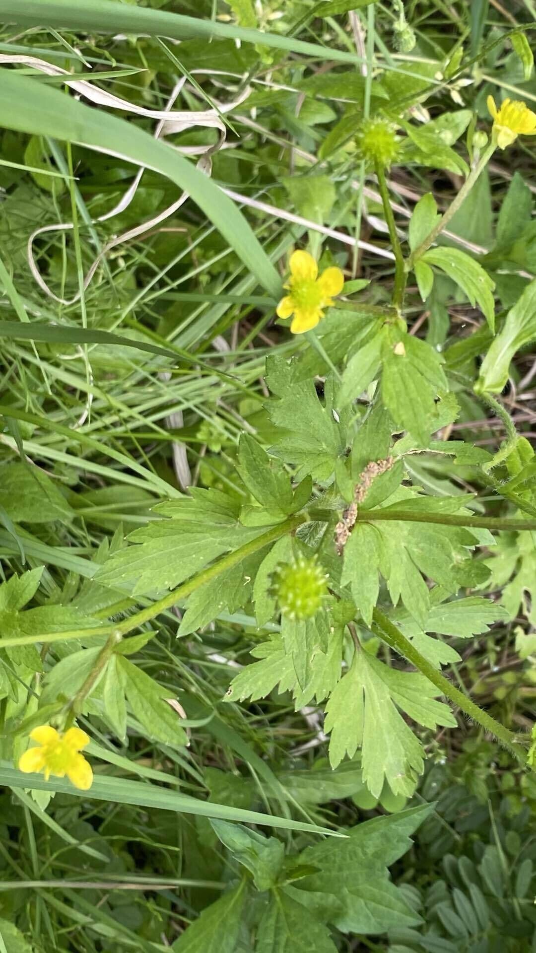 今日の気になる山野草花26 ケキツネノボタン Zzzkeitacion Note