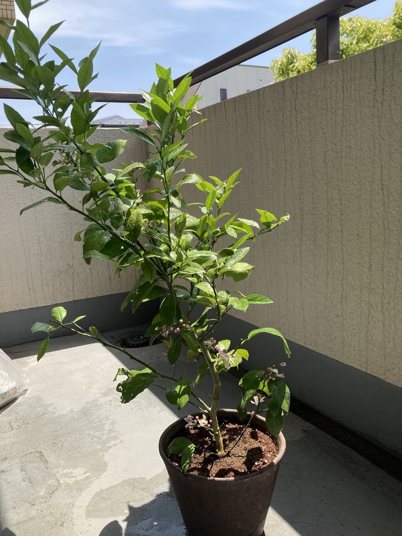 レモンの木を買った Voicy ワタナベ Note