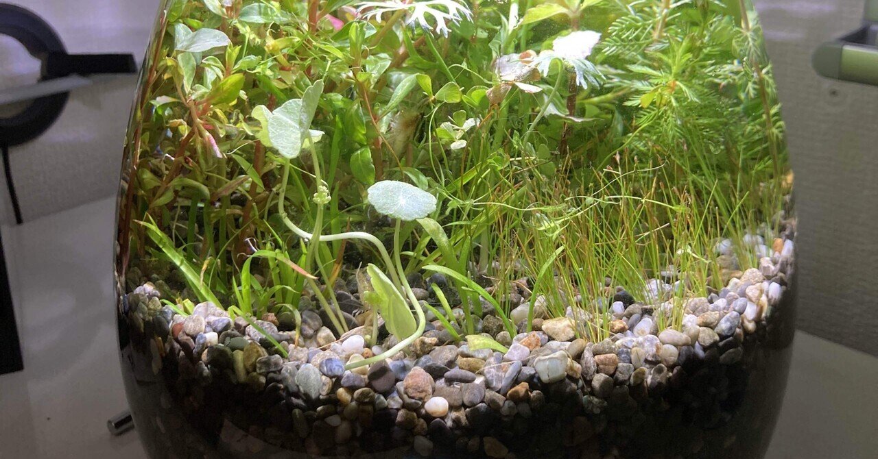 ボトルアクアリウムを始めました 森 悠太 Team Pelicans Note ボトルアクアリウムを始めました 森 悠太 Team Pelicans Note