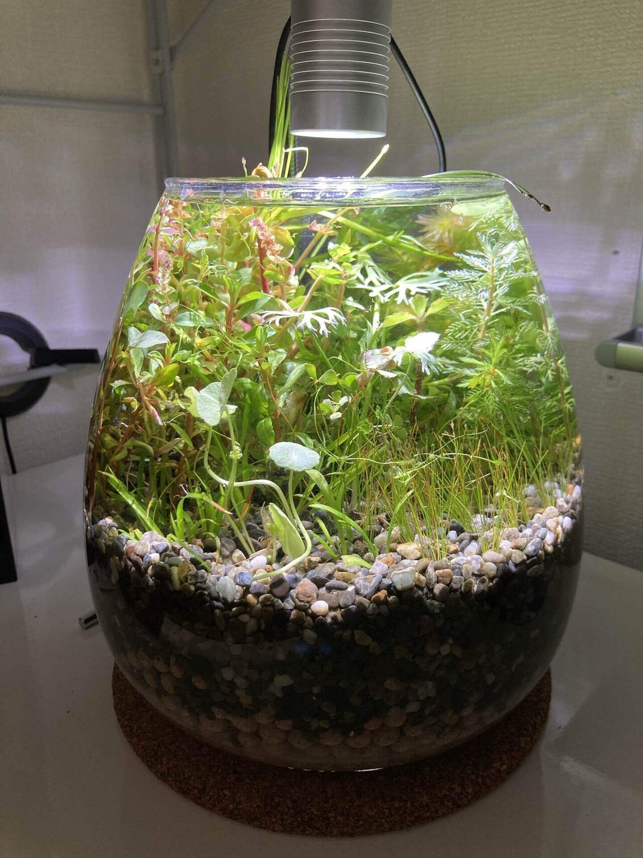 ボトルアクアリウムを始めました 森 悠太 Team Pelicans Note ボトルアクアリウムを始めました 森 悠太 Team Pelicans Note